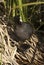 Vertical shot of a mother and a baby coot standing on a dry grass near the pond