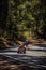 Vertical shot of a motorcyclist driving with one leg out on rural mountain road