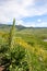 Vertical shot of mountain wildflowers along the Brush Creek trail near Crested Butte, Colorado, US