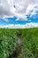 Vertical shot of a muddy path leading through a green tall grass field under a bright blue sky