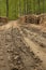 Vertical shot of a muddy road with tire tracks going through the woods and trees