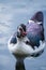 Vertical shot of a Muscovy duck swimming in the lake