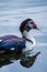 Vertical shot of a Muscovy duck swimming in the lake