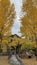 Vertical shot of a museum building and yellow trees in Breckenridge, Colorado