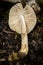 Vertical shot of a mushroom on a soil