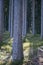 Vertical shot of a mystic pine forest with green soil in backlight