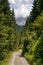 Vertical shot of a narrow path surrounded by amazing tall trees in a jungle