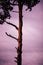 Vertical shot of a narrow tree against a mesmerizing pink cloudy sky