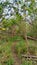 Vertical shot of a narrow walkway and green leaves on trees and ground in a park