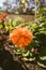 Vertical shot of a neon orange Dahlia flower on a blurred background