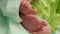 Vertical shot. Newborn baby feet. Infancy concept.