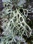 Vertical shot of oakmoss, a species of lichen