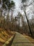 Vertical shot of the old dry woods and a pathway among them in Jelenia GÃ³ra, Poland.