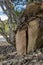 Vertical shot of an old piece fo rock with tree roots at New Chums Beach, New Zealand