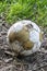 Vertical shot of an old soccer ball on the ground