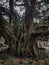 Vertical shot of an old tree in a forest in Centro Florianopolis, Brasil