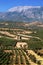 Vertical shot of olive fields near Festus village, on Crete island, Greece