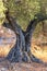 Vertical shot of an olive tree, Andalucia, Spain