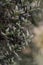 Vertical shot of an olive tree branches on a blurred background