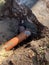 Vertical shot of an orange pipe in a ditch