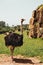 Vertical shot of an ostrich in the savannah