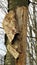 Vertical shot of the outer layer of a tree peeling off of the bark