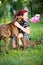 Vertical shot of the owner laying on a meadow with cute brown Boxer Dogs