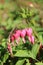 Vertical shot of Pacific Bleeding hearts in a field under the sunlight with a blurry background