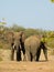 Vertical shot of a pair of elephants outdoors