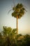Vertical shot of a palm tree waving in the wind during sunset