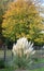 Vertical shot of a pampas grass flowering plant growing in an autumn garden