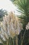 Vertical shot of pampas grass surrounded by leaves in a field under the sunlight at daytime