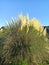 Vertical shot of a pampas grasses