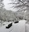 Vertical shot from the park alley in Sovata resort in winter