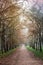 Vertical shot of the park walkway covered in foliage and surrounded by trees