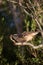 Vertical shot of a Patagonian mockingbird standing on a tree branch under the sunlight at daytime