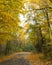 Vertical shot of a path amid dense yellow trees in autumn