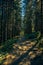 Vertical shot of a path in a forest in Ukraine, Ivano-Frankivsk region on a sunny day