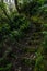 Vertical shot of a path with mossy stones in the green forest