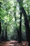 Vertical shot of a pathway in a forest in Birmingham, United Kingdom, on a sunny day