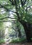 Vertical shot of a pathway in a forest in Birmingham, United Kingdom, on a sunny day