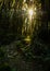 Vertical shot of a pathway through the forest with the sun shining through the branches