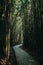 Vertical shot of a pathway in a green bamboo field