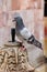 Vertical shot of a patterned gray pigeon perched on an old bell sculpture