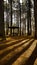 Vertical shot of a pavilion in a forest surrounded by tall trees