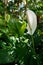 Vertical shot of peace lilies