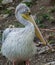 Vertical shot of a pelican on the ground