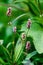 Vertical shot of pennsylvania smartweed flowers in a garden