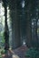 Vertical shot of people walking in the alley of tall trees in the forest