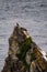 Vertical shot of the Peregrine Falcon nest on the rock rocky cliff overlooking an ocean